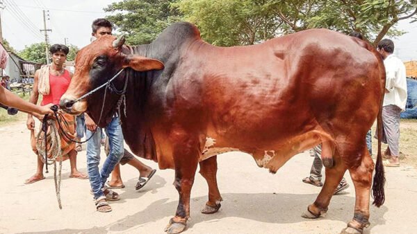 কোরবানির জন্য দেশি গরু (৩৫০ কেজি)