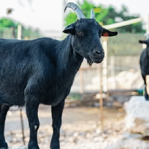 ব্ল্যাক বেঙ্গল ছাগল (পুরুষ, ২৫ কেজি)