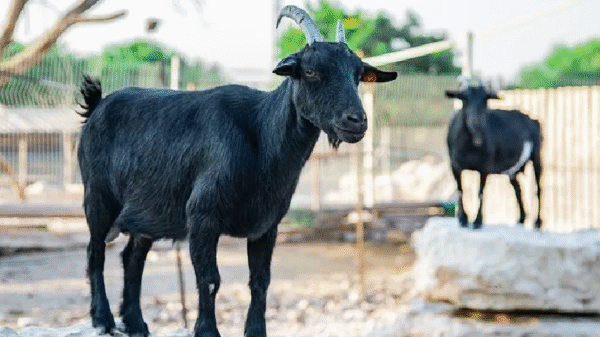 ব্ল্যাক বেঙ্গল ছাগল (পুরুষ, ২৫ কেজি)