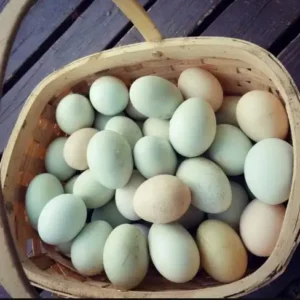 হাঁসের ডিম (১ ডজন)